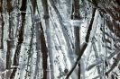 Bambous de GENEVIEVE GOSSOT3_3